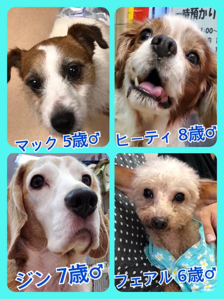 🐾今日の里親様募集中ワンコ🐶メンバーです🐾2020,7,23